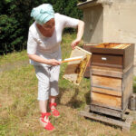 Honigschleudertage mit Ernte und Verarbeitung am Standort "Villa Dessauer", 23.07.02022 / Bienen-leben-in-Bamberg.de