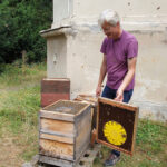 Honigschleudertage mit Ernte und Verarbeitung am Standort "Villa Dessauer", 23.07.02022 / Bienen-leben-in-Bamberg.de