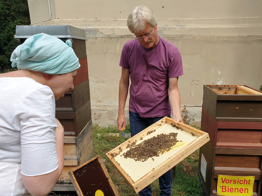 Bienenflucht, Honigschleudertage mit Ernte und Verarbeitung am Standort "Villa Dessauer", 23.07.02022 / Bienen-leben-in-Bamberg.de