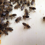 Sterzelnde Bienen