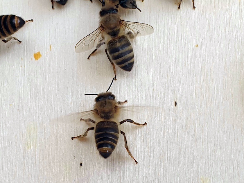Sterzelnde Bienen