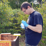 AK22, Modul 9, Varroabehandlung und Wabenhygiene, Imkerkurs für Anfänger von Bienen-leben-in-Bamberg.de