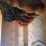 Bienennest in der begehbaren Bienenbeute im Steigerwald-Zentrum
