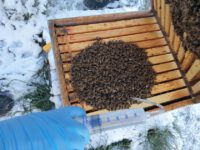 M12 Oxalsäurebehandlung / Restentmilbung / Imkeranfängerkurs Initiative Bienen-leben-in-Bamberg.de