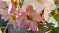 Biene an Christrose, Helleborus niger