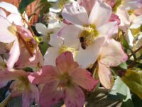 Biene an Christrose, Helleborus niger