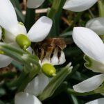 Biene an Schneeglöckchen, Galanthus elwesii