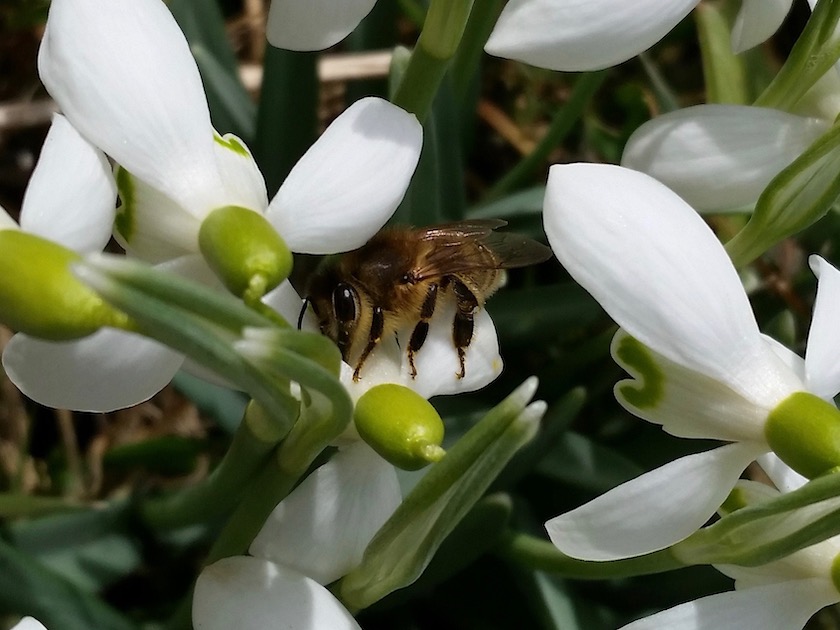 Biene an Schneeglöckchen, Galanthus elwesii