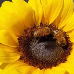 Bienen an Sonnenblumen
