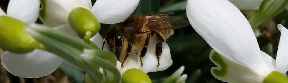 Biene an Schneeglöckchen