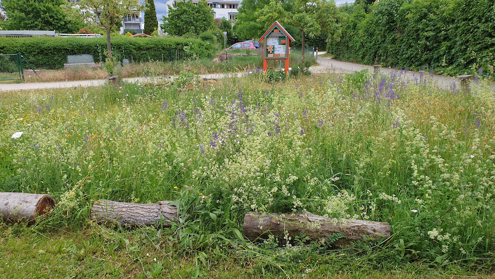 Blühwiese im Bamberger Bienengarten