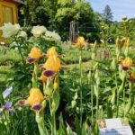 Iris barbata 'Bumblebee Deelite' im Schau-Pfingstrosenbeet des Bamberger Bienengartens