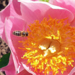 Biene an Pfingstrose (Paeonia lactiflora Hybride 'Gedenken' im Schau-Pfingstrosenbeet des Bamberger Bienengartens