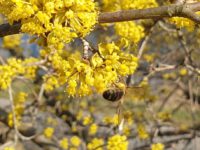 Biene an Kornelkirsche (Cornus mas)