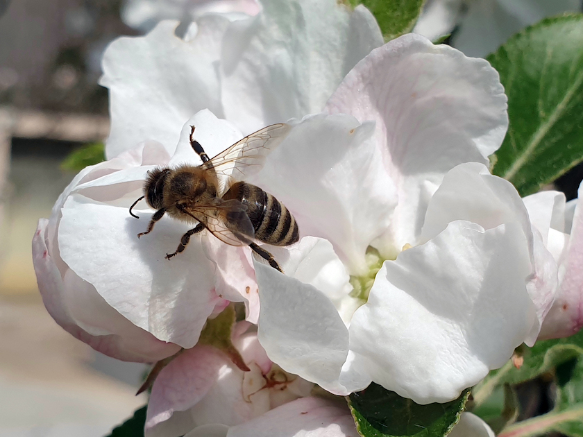 Biene an Apfelbaumblüte