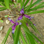 Pflaumeniris, (Iris graminea)