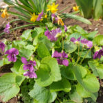 Pfingst-Veilchen (Viola sororia "Rubra')