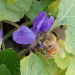 Biene an Duft-Veilchen (Viola odorata)