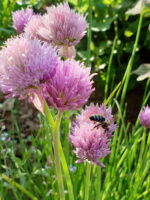 Biene an Schnittlauch (Allium schoenoprasum) im Kräuterbeet des Bamberger Bienengartens