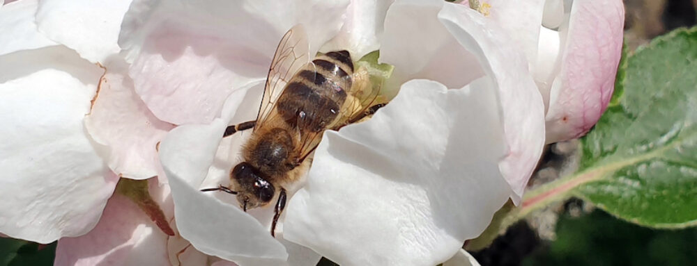 Biene an Apfelbaumblüte