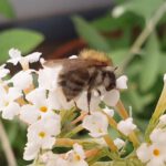 Wildbiene an Sommerflieder