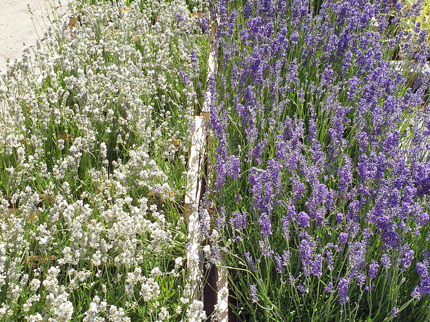 Lavendel (Lavandula) weiss und lila