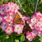 Schmetterling 'Kleiner Fuchs' an Rose 'Mozart' im Staudenbeet2 des Bamberger Bienengartens