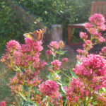 Schmetterling 'Kleiner Fuchs' an Roter Spornblume im Staudenbeet2 des Bamberger Bienengartens