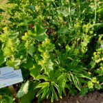 Frauenmantel als Bodendecker und Spornblume als Begleitpflanze im Schau-Pfingstrosenbeet des Bamberger Bienengartens