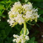 Centranthus ruber 'Albus' – weiße Spornblume