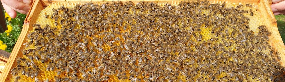 Bienen auf ausgebauter Honigwabe -> Brutwabe / Imkeranfängerkurs von Bienen-leben-in-Bamberg.de, AK23, M4, [Frühjahrsarbeiten], Honigraumerweiterung, Ablegerbildung /