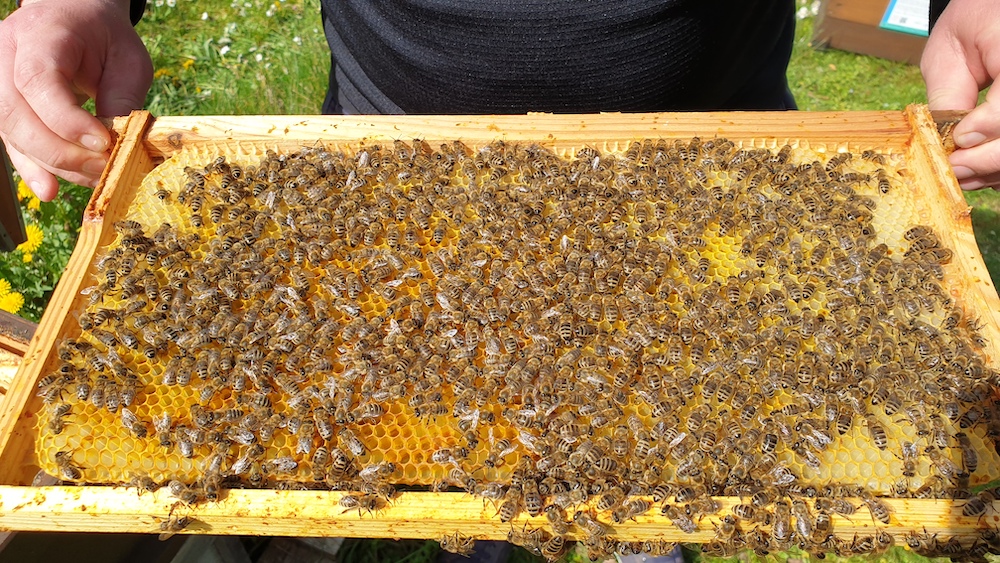 Bienen auf ausgebauter Honigwabe -> Brutwabe / Imkeranfängerkurs von Bienen-leben-in-Bamberg.de, AK23, M4, [Frühjahrsarbeiten], Honigraumerweiterung, Ablegerbildung / 