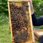 Brutwabe; Bienenführung für Bienenpartin Diana Martin mit Siemens Healthineers IST-Team Erlangen