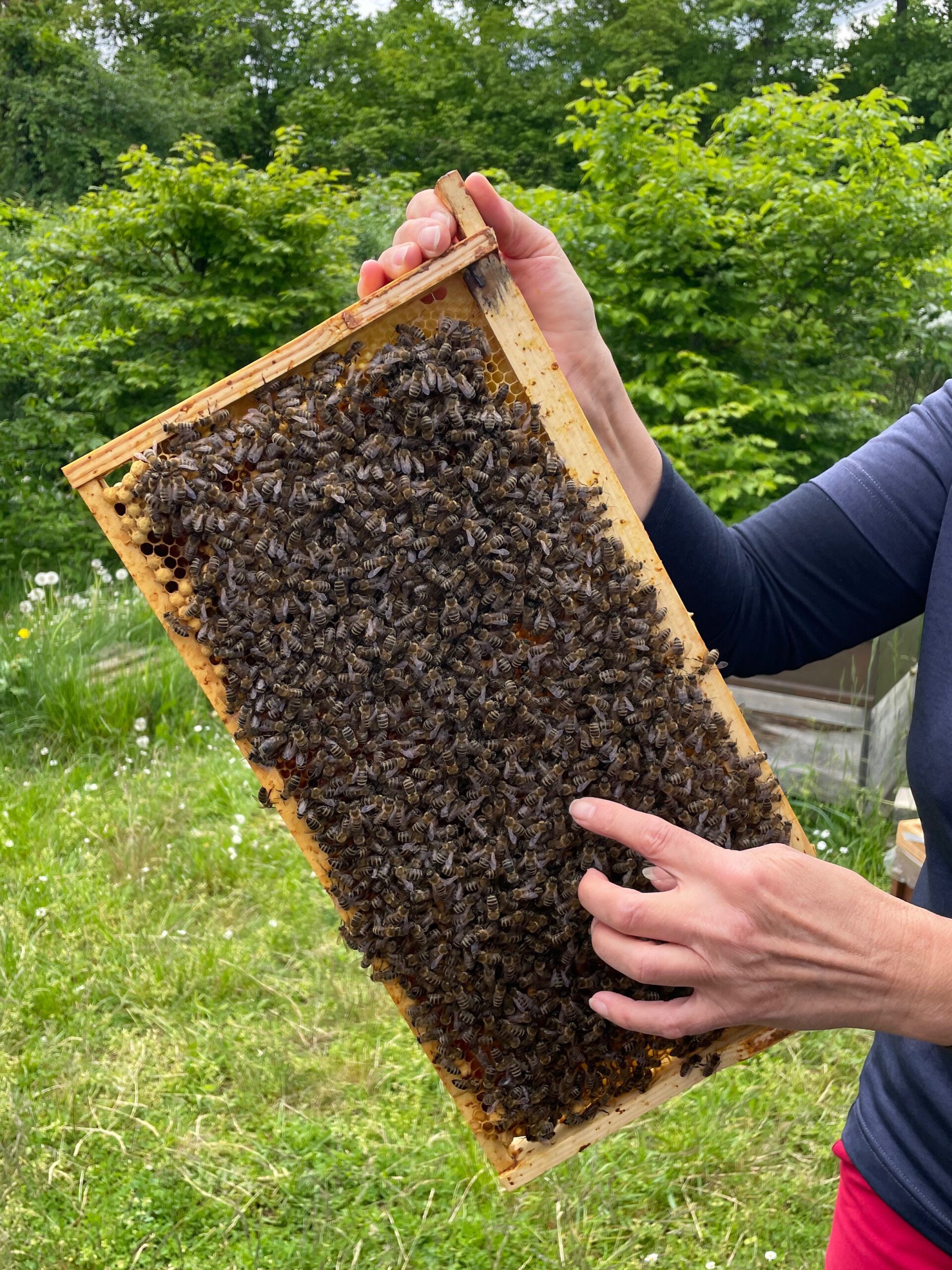 Am Lehrbienenstand; Bienenführung für Bienenpartin Diana Martin mit Siemens Healthineers IST-Team Erlangen