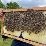 Sinnespfad; Bienenführung für Bienenpartin Diana Martin mit Siemens Healthineers IST-Team Erlangen