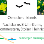 Botanisches Pflanzschild mit Fledermaussymbol für eine nachtaktive Pflanze (Nachtkerze)