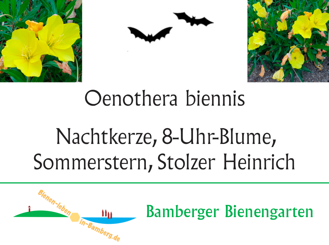Botanisches Pflanzschild mit Fledermaussymbol für eine nachtaktive Pflanze (Nachtkerze)