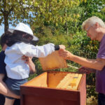 Öffentliche Honigernte zur BIWa-Sonntagsöffnung am Bienenweg in Bamberg / Iniative Bienen-leben-in-Bamberg.de