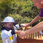 Öffentliche Honigernte zur BIWa-Sonntagsöffnung am Bienenweg in Bamberg / Iniative Bienen-leben-in-Bamberg.de