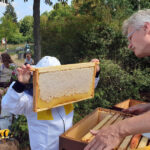 Öffentliche Honigernte zur BIWa-Sonntagsöffnung am Bienenweg in Bamberg / Iniative Bienen-leben-in-Bamberg.de