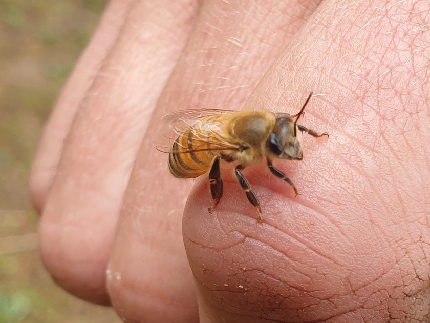 Furchtloser Teilnehmer Thomas mit Honigbiene auf dem Finger. Honigernte Sternwarte (AK23, Modul 7, Imkerkurs für Anfänger von Bienen-leben-in-Bamberg.de)