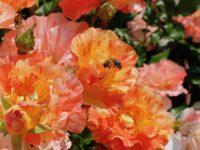 Biene an Rosa 'Paul Gauguin' im Bamberger Bienengarten