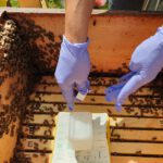 Imkerkurs für Anfänger von Bienen-leben-in-Bamberg.de, Modul 9 zur Varroabehandlung