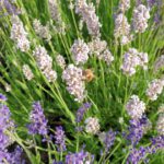 Biene an Lavendel 'Miss Katherine'
