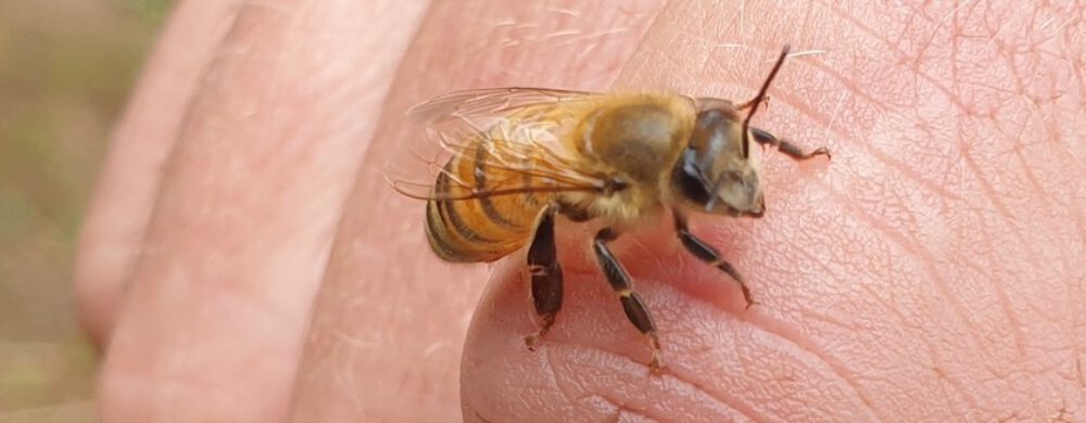 bienen-leben-in-bamberg.de