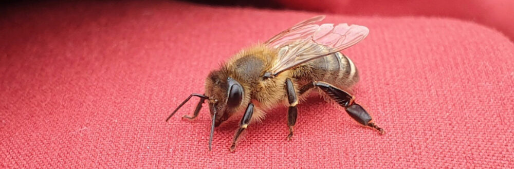 bienen-leben-in-bamberg.de