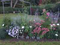 Staudenbeet 2 im Bamberger Bienengarten