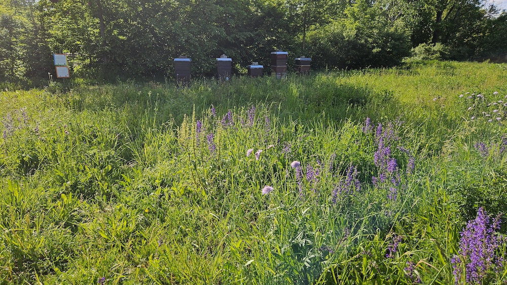 Lehrbienenstand Bienenweg im ERBA-Park Bamberg