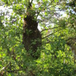 Bienenschwarm im Weißdorn