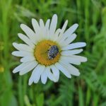 Trauer-Rosenkäfer an Margerine in der Blühwiese des Bamberger Bienengartens